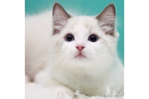 成約済の東京都のラグドール-107809の6枚目